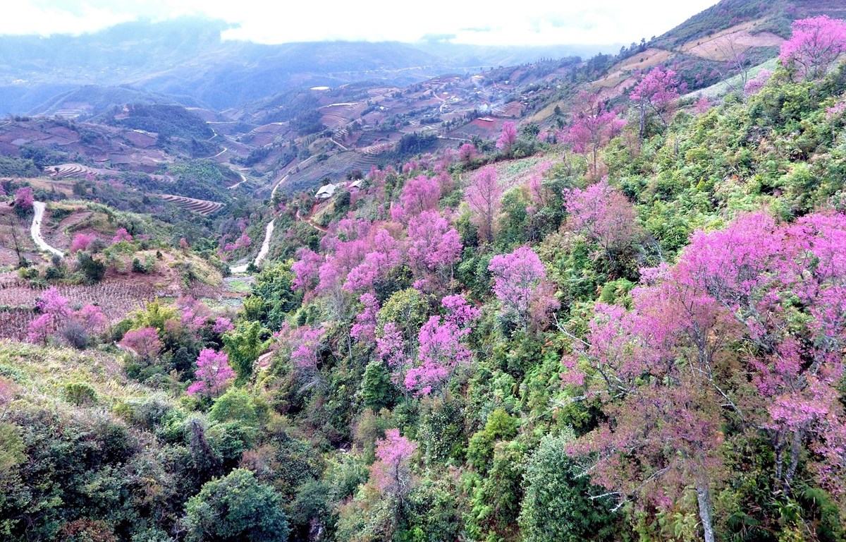 Rực rỡ sắc hoa đào rừng ở vùng rẻo cao Tây Bắc Mù Cang Chải | Báo Lạng Sơn
